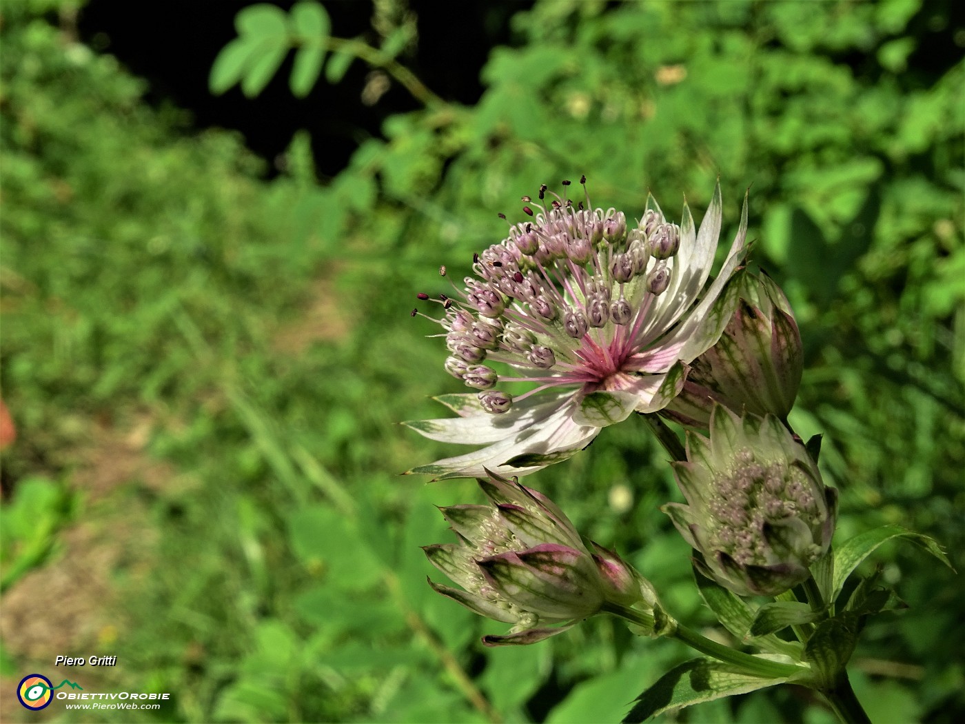 21 Astrantia major (Astranzia maggiore).JPG